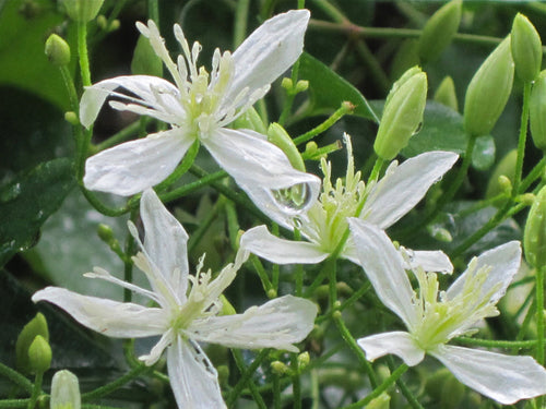Autumn Clematis Flower Seeds – Heirloom, Non-GMO Flower Seeds for Planting