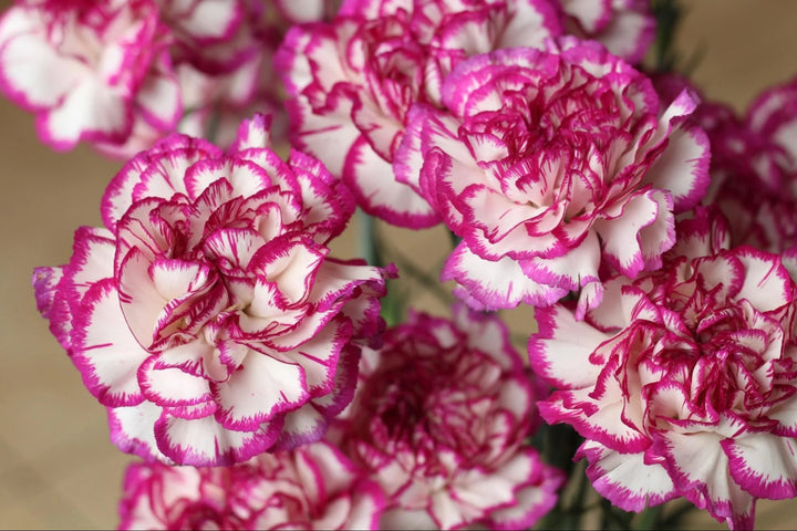 Yellow Purple Carnation Flower Seeds – Non-GMO Seeds for Vibrant Garden Planting