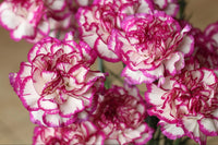 Yellow Purple Carnation Flower Seeds – Non-GMO Seeds for Vibrant Garden Planting