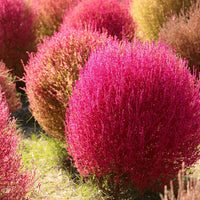 Red Burning Bush Flower Seeds for Planting, Fresh, - NON GMO Seeds