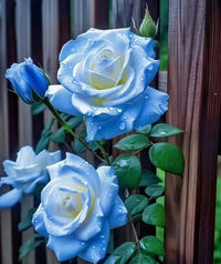 Ice Blue Rose Plant Seeds for Planting Non-GMO Heirloom Garden Seeds for Growing Beautiful Flowers