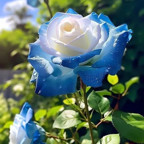Ice Blue Rose Plant Seeds for Planting Non-GMO Heirloom Garden Seeds for Growing Beautiful Flowers
