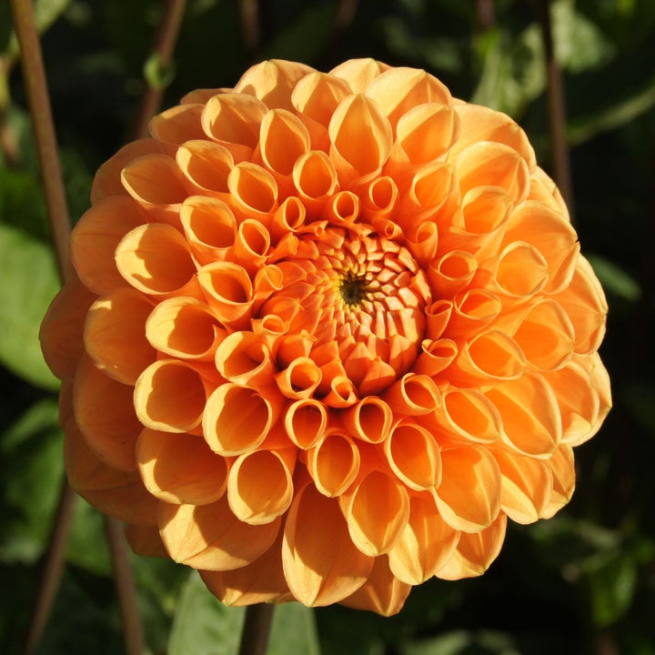 Dahlia Flower Seeds for Planting, 100 pcs
