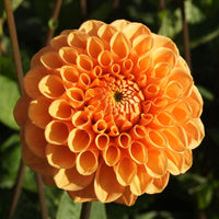 Dahlia Flower Seeds for Planting, 100 pcs