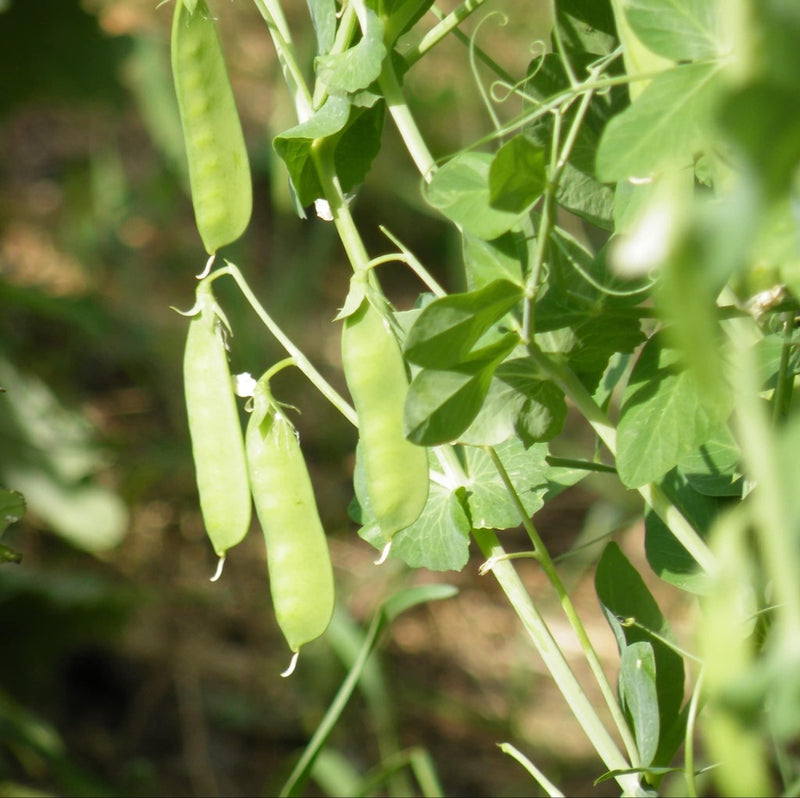 Oregon Sugar Pod II Pea Seeds for Planting heirloom & Non-GMO Seeds