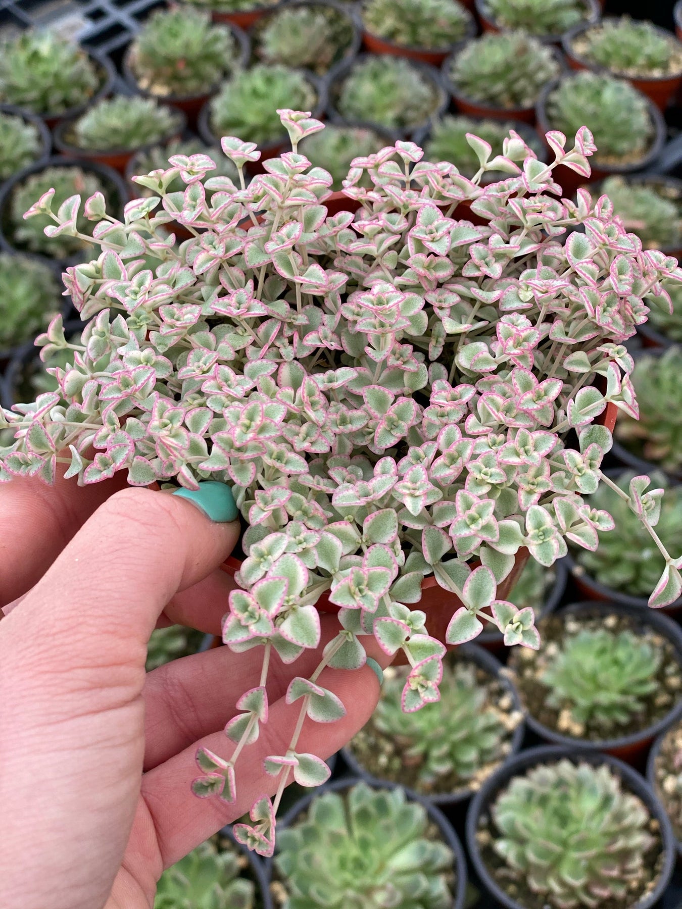 Heirloom Little Missy Plant Seeds, Non-GMO Colorful Succulent Groundcover for Garden Planting for planting in home garden