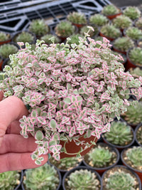 Heirloom Little Missy Plant Seeds, Non-GMO Colorful Succulent Groundcover for Garden Planting