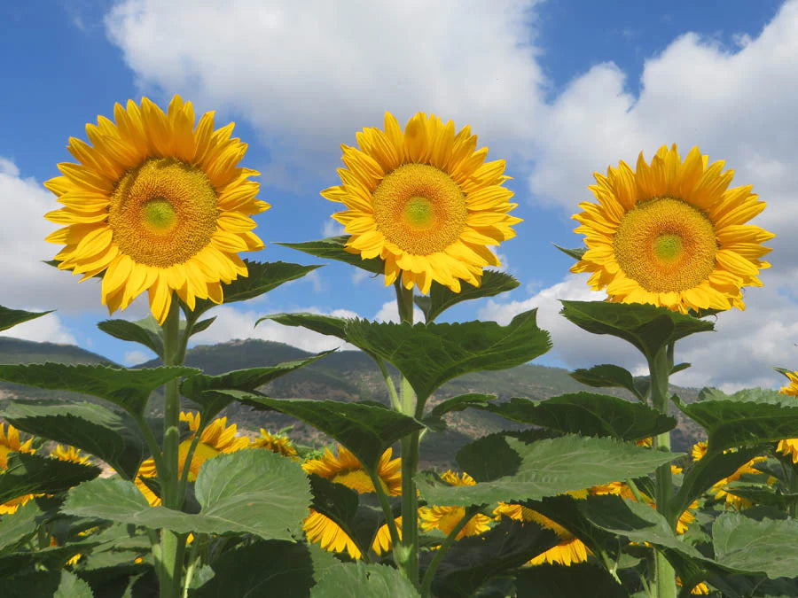 Heirloom Non-GMO Sunrich Gold Sunflower Seeds for Planting – Bright, Pollen-Free Blooms for Cutting Gardens