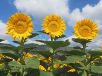 Heirloom Non-GMO Sunrich Gold Sunflower Seeds for Planting – Bright, Pollen-Free Blooms for Cutting Gardens