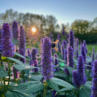 Purple Giant Hyssop Herb Seeds