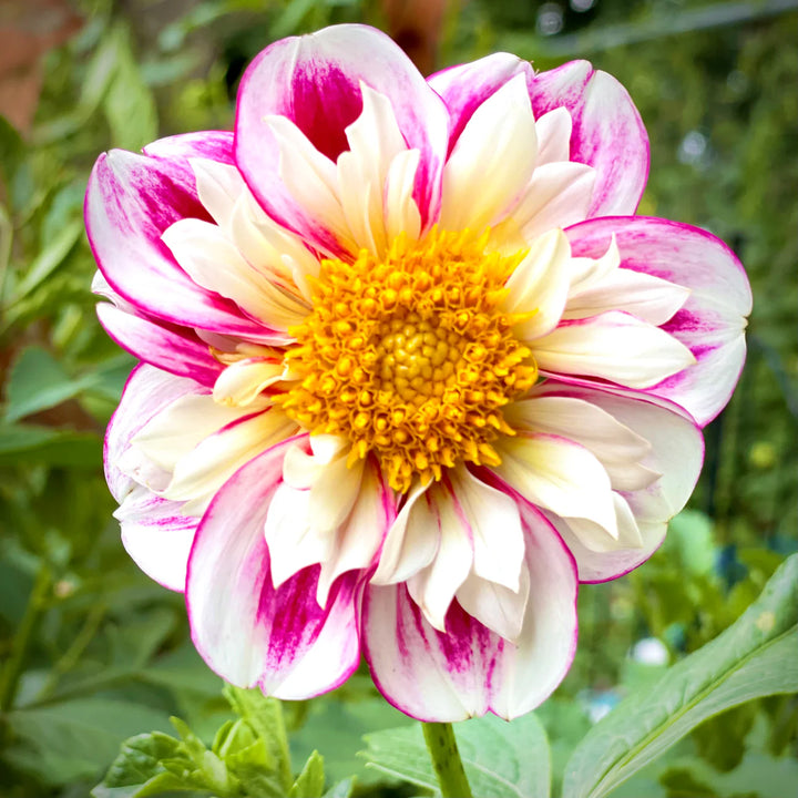 Dahlia 'Bumble Rumble' - Collarette Flower Seeds for Planting – Heirloom, Non-GMO Garden Bloom Seeds