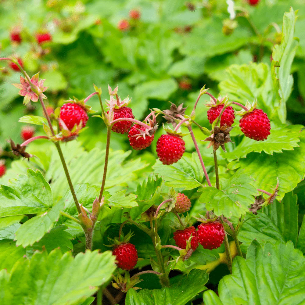 Close-up of wild strawberry plants with white flowers and green leaves.
