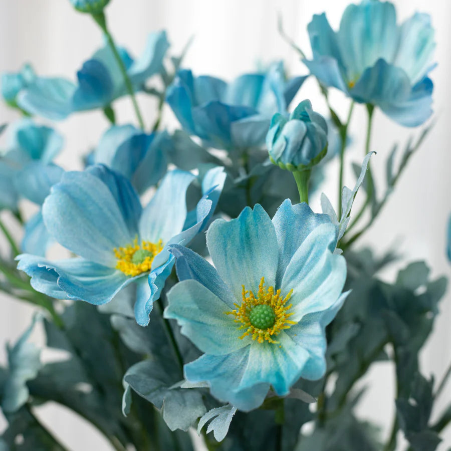Teal Blue Cosmos Bush Flower Seeds for Planting – Non-GMO, Heirloom Garden Seeds