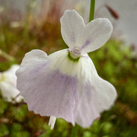 Utricularia Sandersonii Flower Seeds for Planting - Heirloom, NON-GMO Seeds for Garden Growth