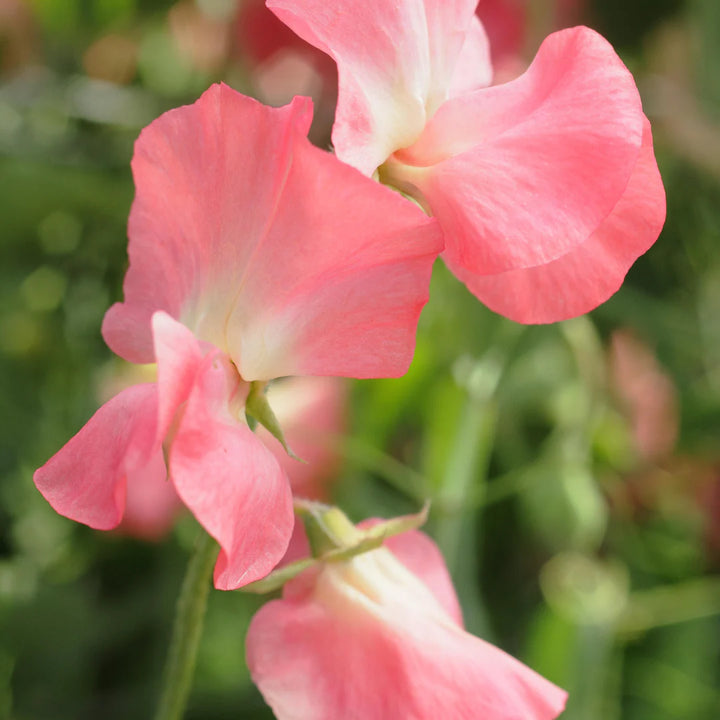 Sweet Pea Elegance Watermelon Flower Seeds for Planting – Heirloom Non-GMO Seeds Fragrant Blooms