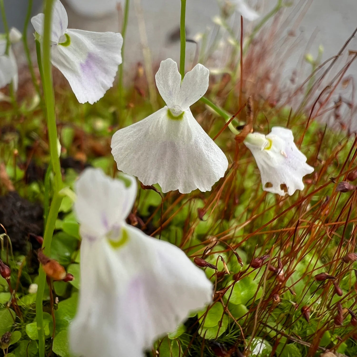 Utricularia Sandersonii Flower Seeds for Planting - Heirloom, NON-GMO Seeds for Garden Growth