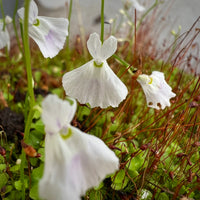 Utricularia Sandersonii Flower Seeds for Planting - Heirloom, NON-GMO Seeds for Garden Growth