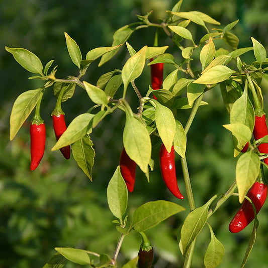 Philippine Hot Pepper Vegetable Seeds for Planting heirloom & Non-GMO Seeds