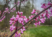 Heirloom Non-GMO Redbud Flower Seeds for Planting – Vibrant Ornamental Tree Seeds