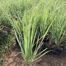 Cymbopogon citratus 'Golden' - Golden Lemongrass Plant