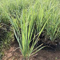 Cymbopogon citratus 'Golden' - Golden Lemongrass Plant