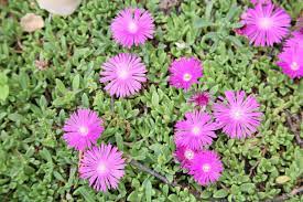 Pink Delosperma Flower Seeds for Planting, 100 pcs
