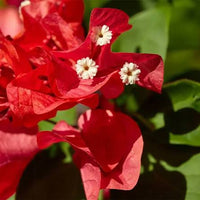 Lush Red Bougainvillea vine adding colorful blooms to an outdoor fence.
