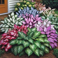 Hosta ornamental plant with decorative foliage