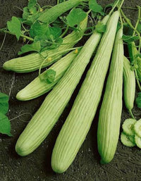 Armenian cucumber seeds for planting in home vegetable gardens.