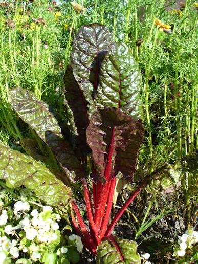 Swiss chard plants thriving in a raised outdoor garden bed.

