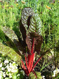 Swiss chard plants thriving in a raised outdoor garden bed.

