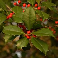 Red Ilex Opaca Plant Seeds - A Hardy and Ornamental Shrub for Your Landscape 100 Pcs pcs