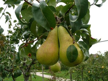 Concorde Pear Tree plant growing with green leaves in a garden
