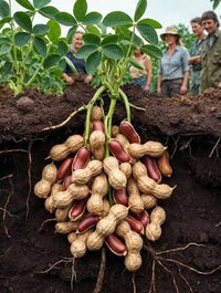 Peanut Seeds for Home Garden, 100 Pcs pcs