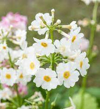 Heirloom Non-GMO Primula Malacoides White Yellow Flower Seeds ƒ?? Charming Blooms for Garden Planting