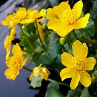 Heirloom Marsh Marigold Seeds – Non-GMO Flower Seeds for Planting