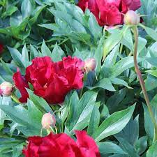 Heirloom Non-GMO Paeonia Red Tenufolia Flower Seeds for Planting – Fragrant Early-Blooming Garden Peonies