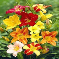 Healthy perennial lilies adding vibrant seasonal color to an outdoor flower bed.

