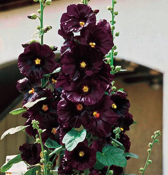 Organic Hollyhock Flower Seeds for Planting – Heirloom, Non-GMO