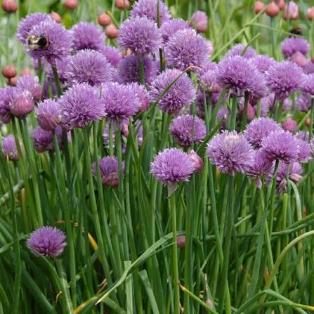 Close-up of green chive plants with slender leafy foliage.
