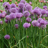 Close-up of green chive plants with slender leafy foliage.
