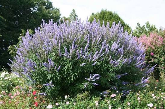 Chasteberry Flower Seeds for Planting - Heirloom, Non-GMO Seeds for Home Garden