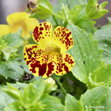 Mixed Mimulus Seeds for Planting – Organic, Heirloom, Non-GMO Flower Seeds