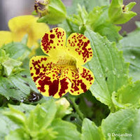 Mixed Mimulus Seeds for Planting – Organic, Heirloom, Non-GMO Flower Seeds