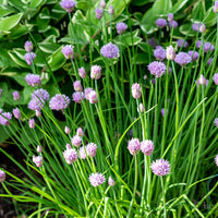 Chive plants thriving in a raised garden bed with fresh green leaves.

