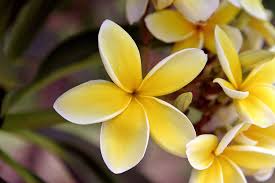 Yellow Frangipani Flower Seeds – Heirloom Non-GMO Plumeria Seeds for Tropical Gardens