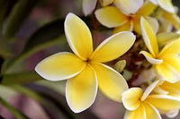 Yellow Frangipani Flower Seeds – Heirloom Non-GMO Plumeria Seeds for Tropical Gardens