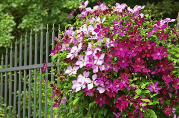 Clematis mix for planting in a flowering garden