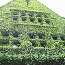 Heirloom Non-GMO Ivy Plant Seeds for Planting ƒ?? Light Green Foliage for Ground Cover and Hanging Gardens