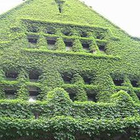 Heirloom Non-GMO Ivy Plant Seeds for Planting ƒ?? Light Green Foliage for Ground Cover and Hanging Gardens